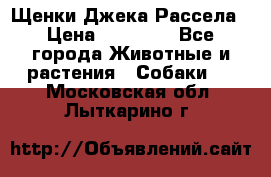Щенки Джека Рассела › Цена ­ 10 000 - Все города Животные и растения » Собаки   . Московская обл.,Лыткарино г.